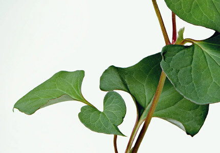 anua heartleaf