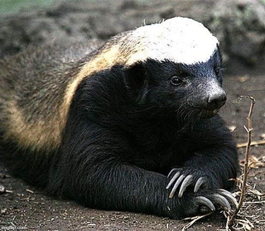 bitcoin;honey badger