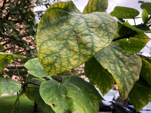 Apple iPhone 8 Plus, testovacia snímka