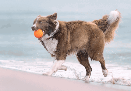 Explorer Dog AirBall loptička pre psov