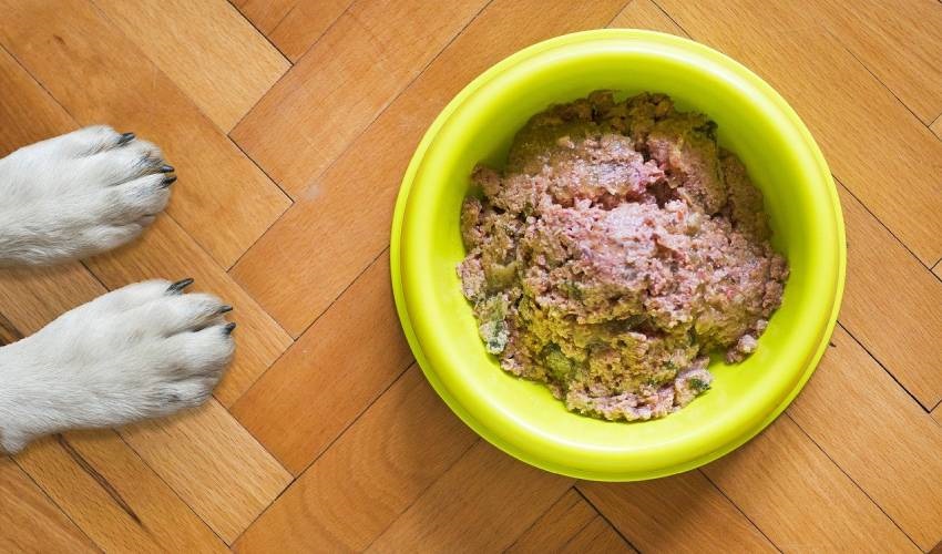 jak krmit psa v létě