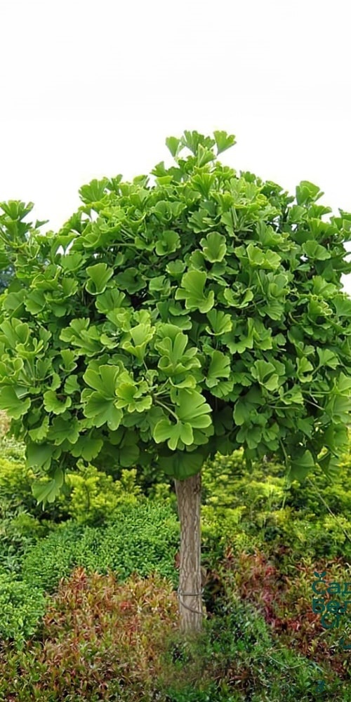 Jinan dvojlaločný - Ginkgo biloba