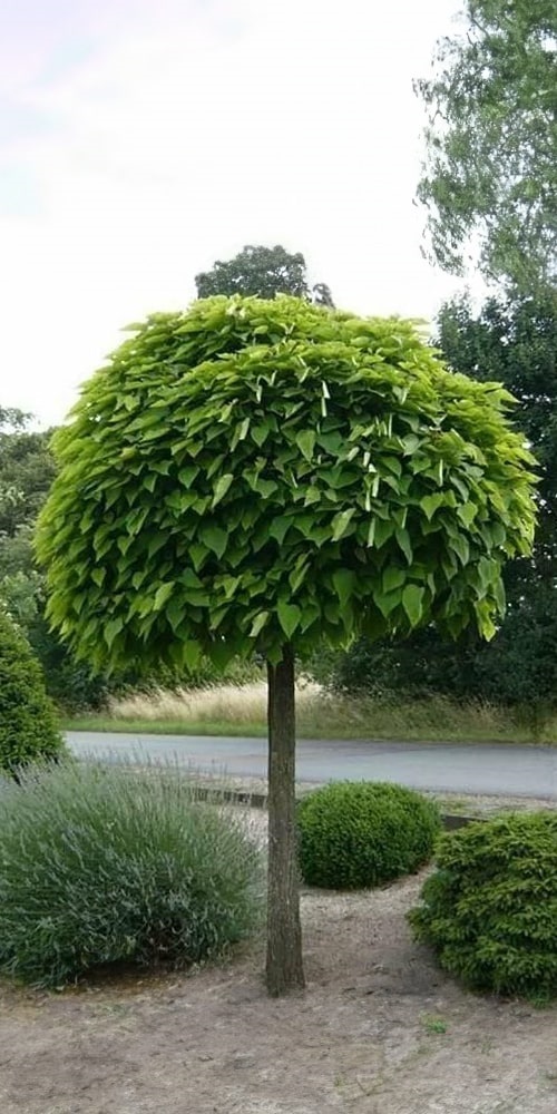 Katalpa - Catalpa bignonioides