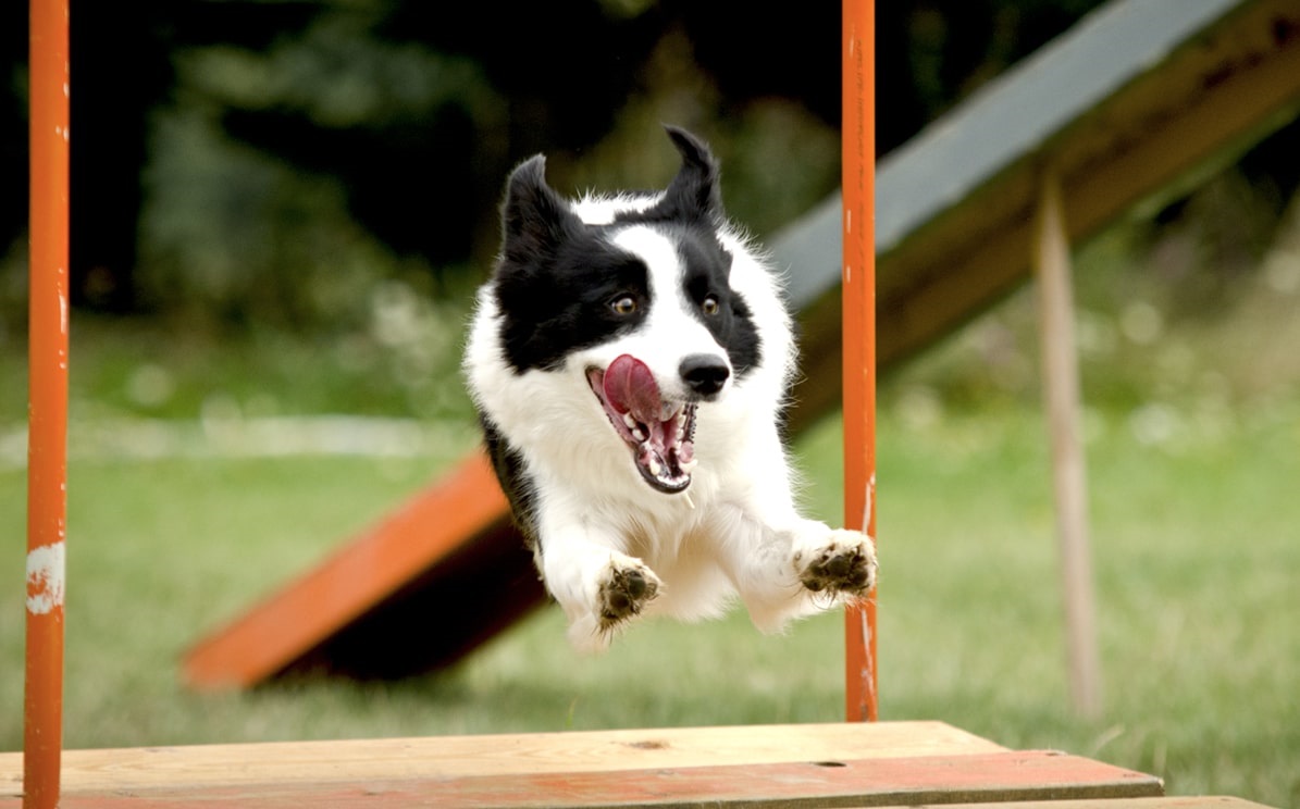 Agility vodítko 
