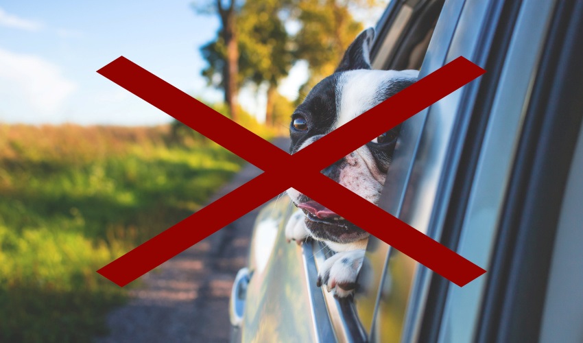 Preprava psa v aute – okienko