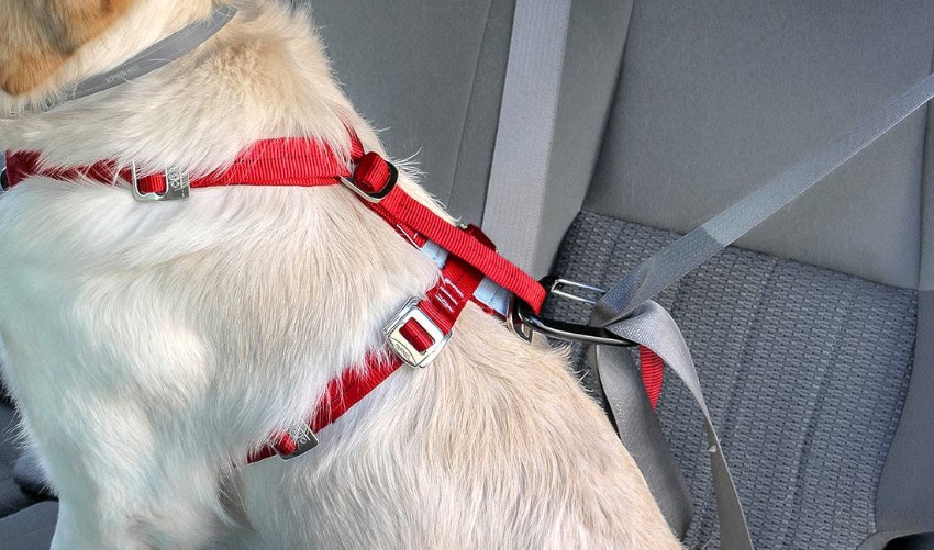 Preprava psa v aute – postroj