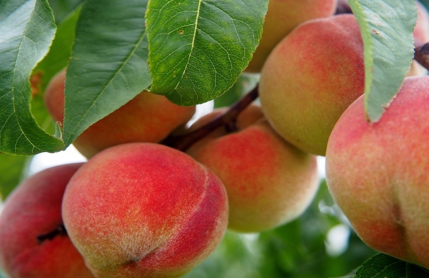 Marhuľa velkopavlovická, okrasná třešen