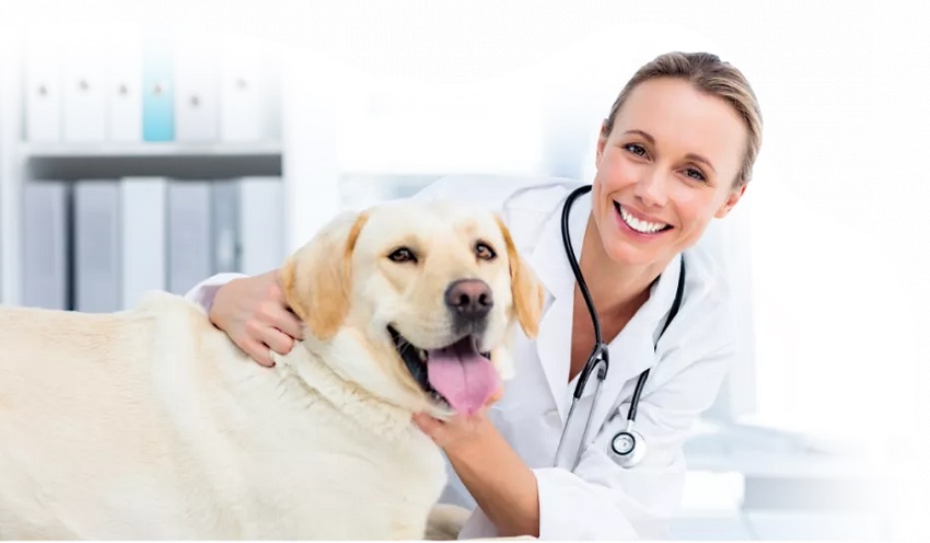 Veterinárna diéta Calibra