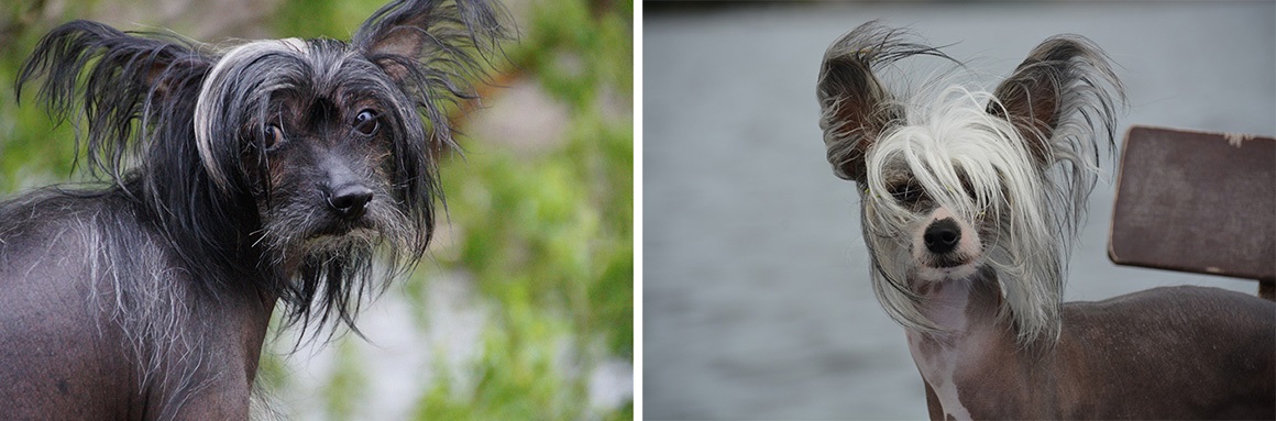 Čínsky chocholatý pes