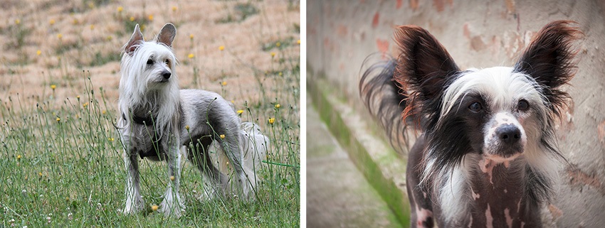 Čínsky chocholatý pes