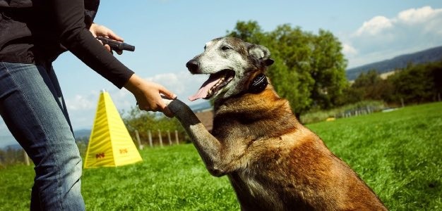 Elektronický obojok pre psa