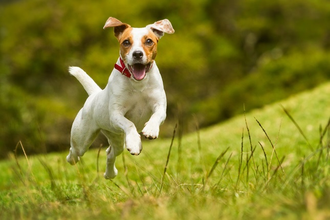 Pes jack russel