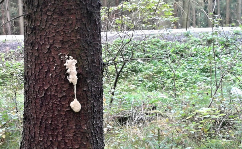 Plašiče zveri, odpudzovače zveri, rušič