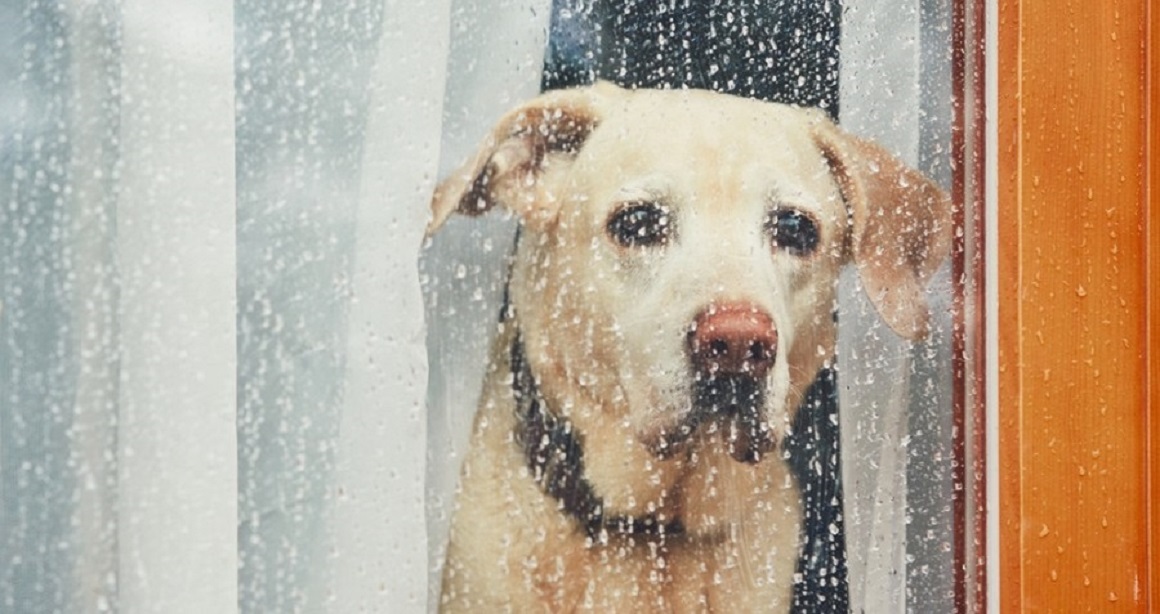 Ako sa vyrovnať so smrťou psa