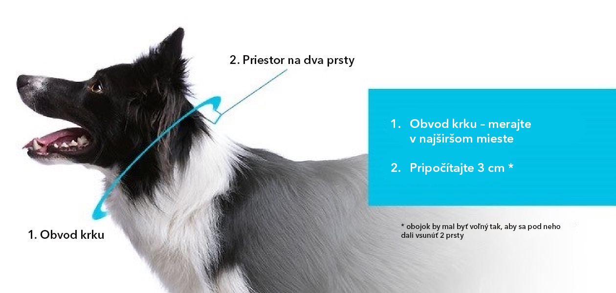 Ako správne zmerať obojok pre psa