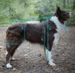 Zimné oblečenie pre psov – meranie