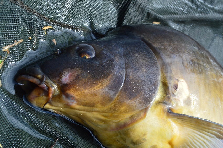 Chytanie kaprov zig rig