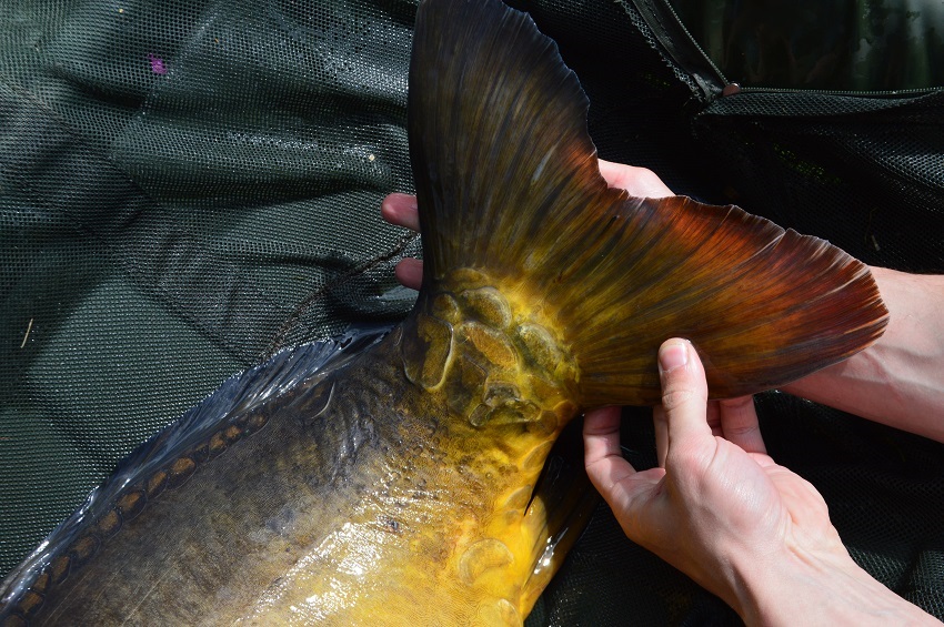 Chytanie kaprov zig rig