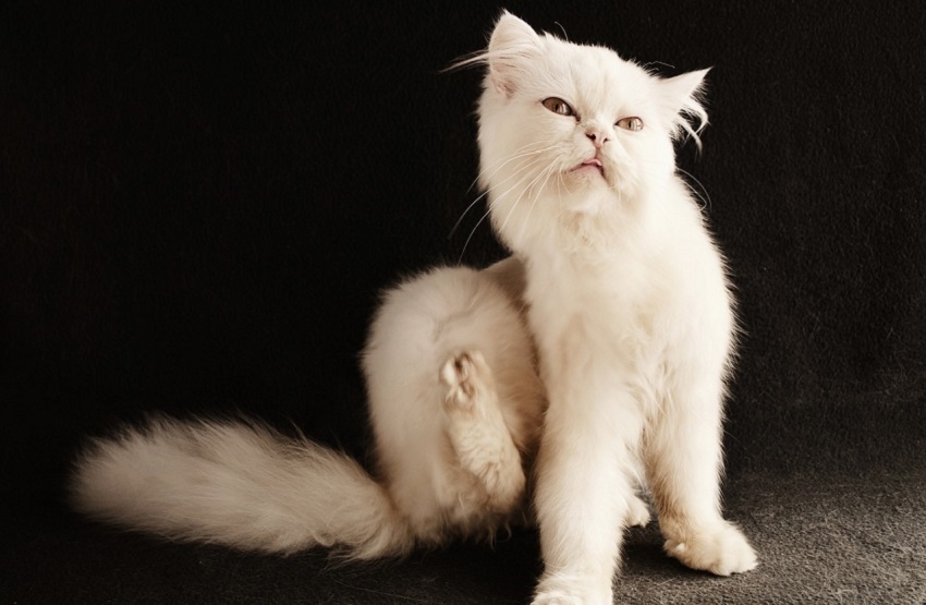 Repelent; odpudzovač hmyzu; proti kliešťom