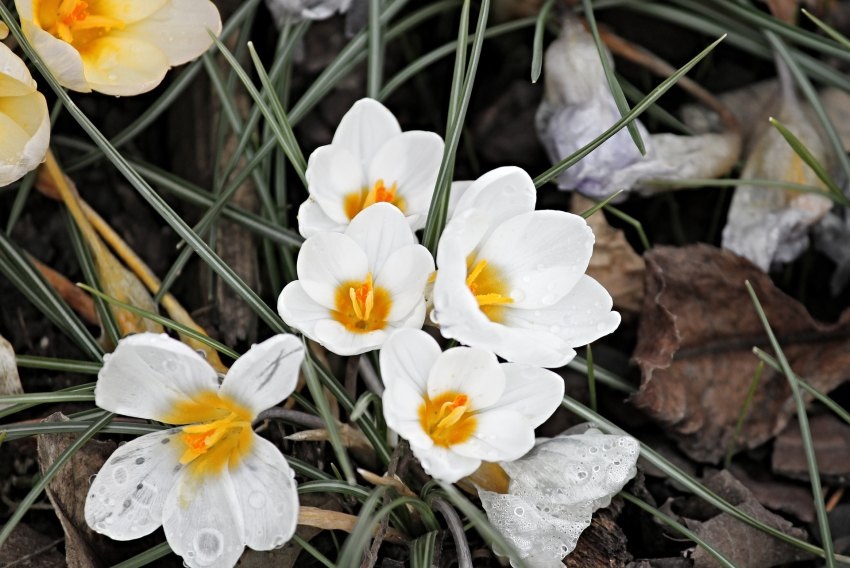 Krokus na záhrade