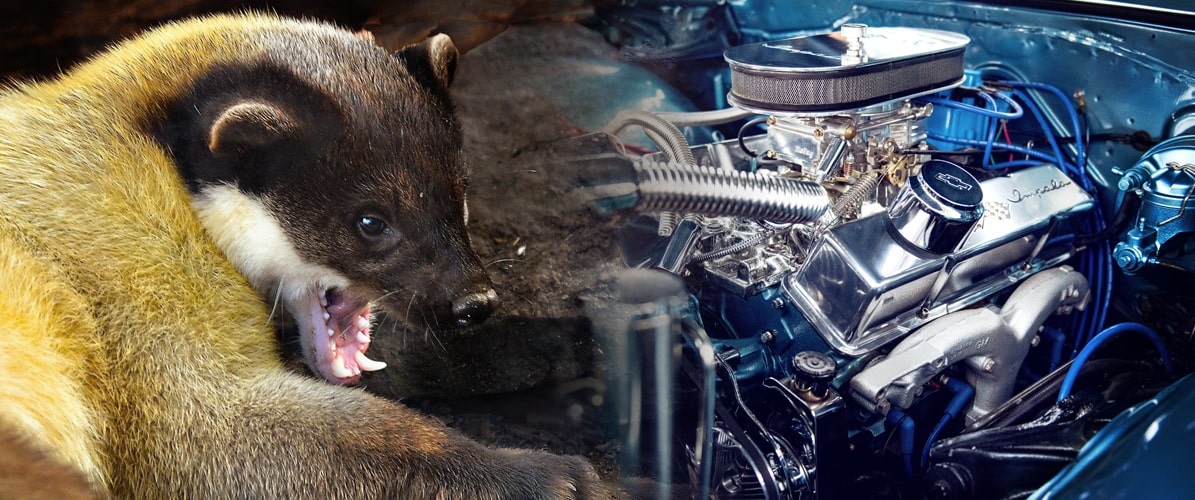 Kuna v motore: ako to riešiť