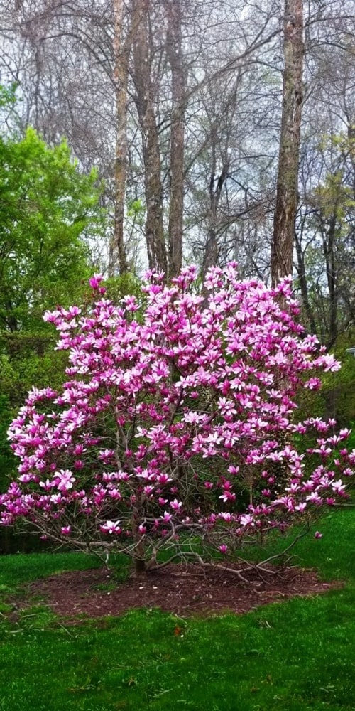 Magnólia - Magnolia