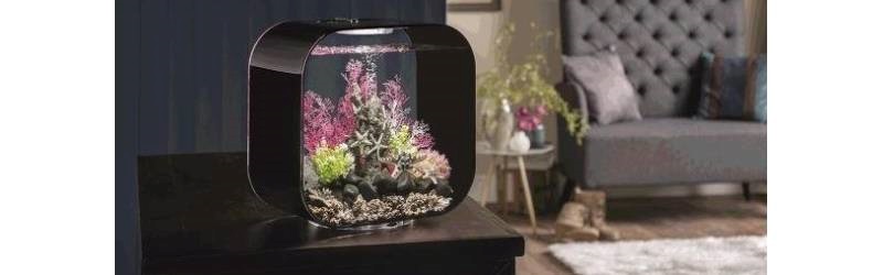 Malé akvárium rybičky