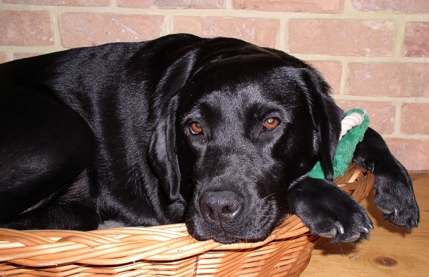 Labradorský retríver