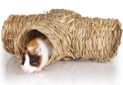 Preliezky pre morčatá