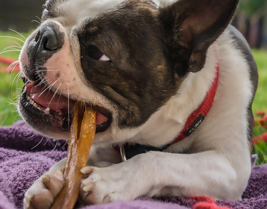 Zdravý chrup u psa