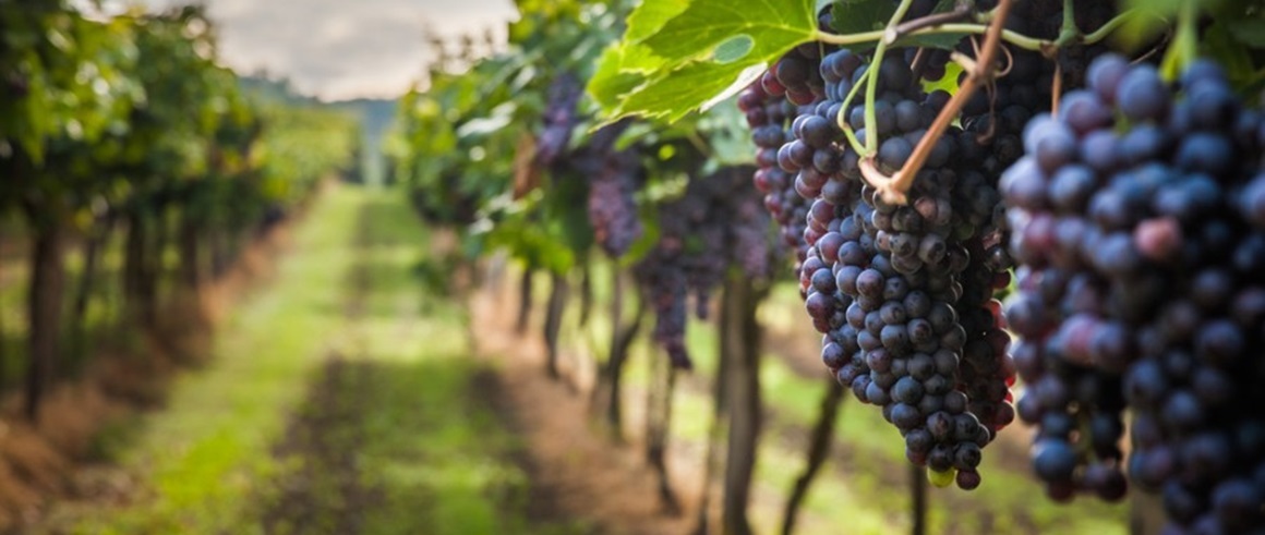 Resveratrol