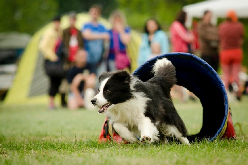 Agility tunel pre psy