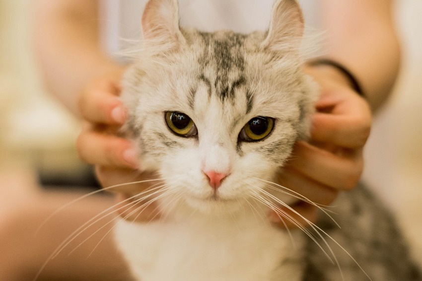 Zvieratá u veterinára