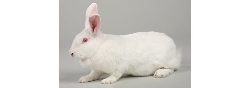 Plemená králikov, Hyla