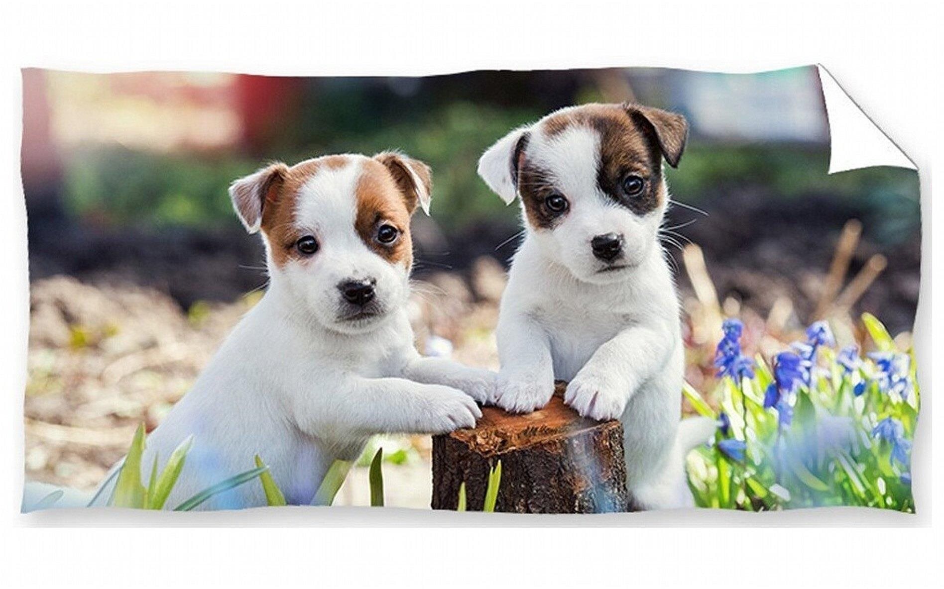 Carbotex Bračekovia Jack Russell Teriér