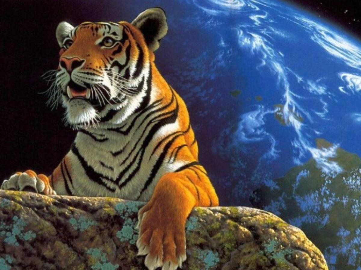 Gaira Tiger M1284