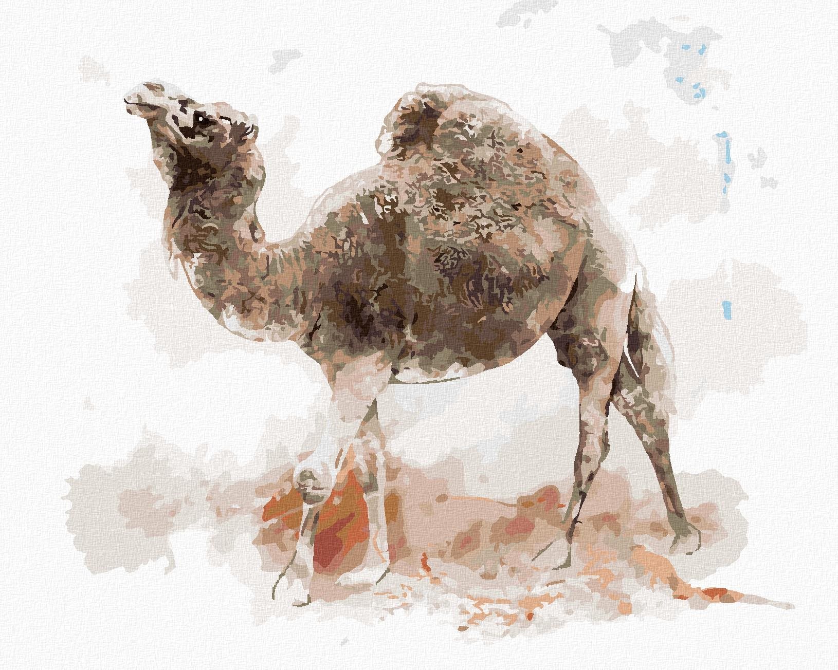 Zuty – Maľovanie Podľa Čísel – Ťava, 40 × 50 cm, Plátno + Rám