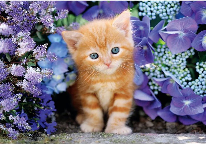 Clementoni Ryšavé mačiatko 500 dielikov