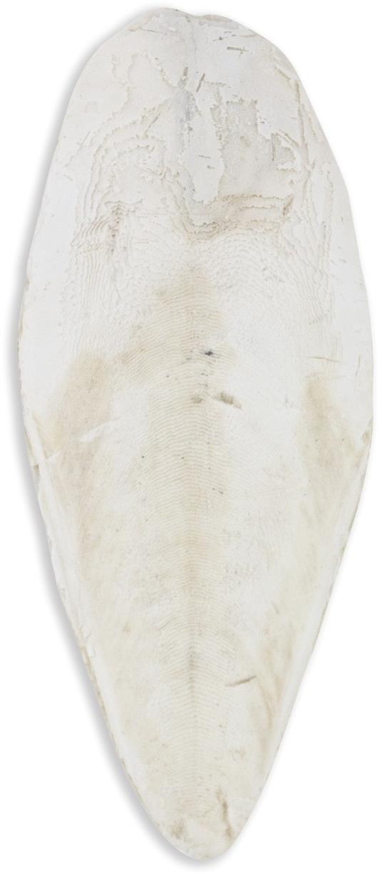 Akinu Sépiová kosť voľná 1 kg 20 – 25 cm