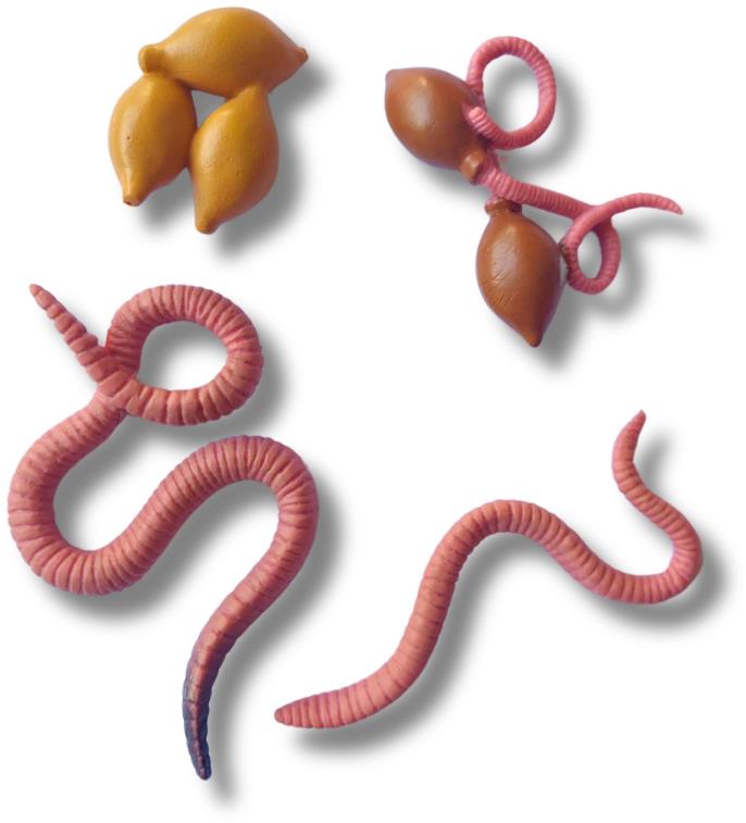 Animal Life Životný cyklus Dážďovky