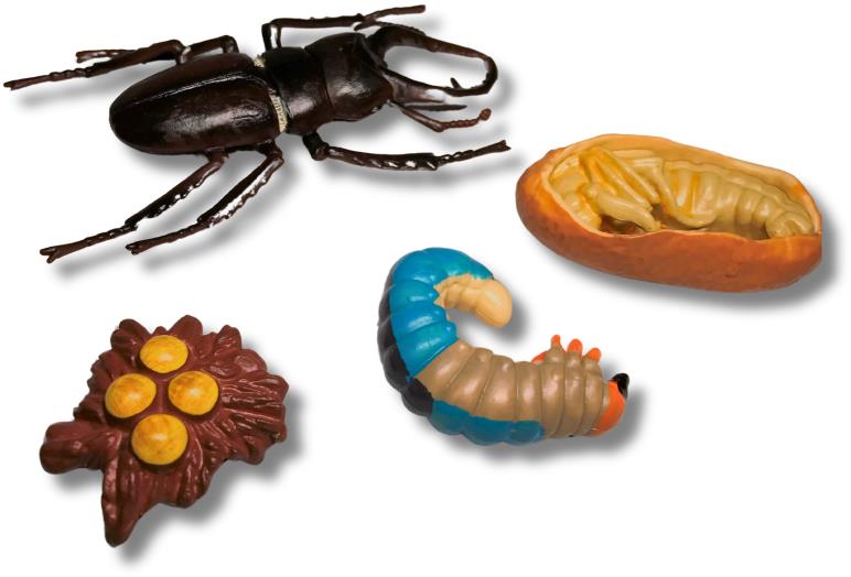 Animal Life Životný cyklus Roháča