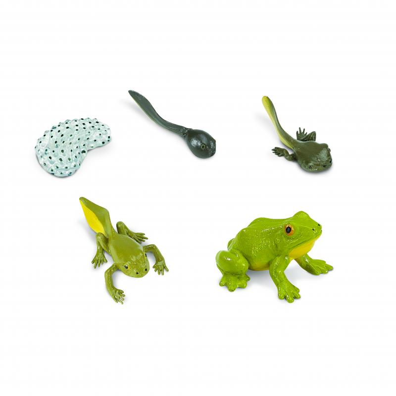 Animal Life Životný cyklus Žaby