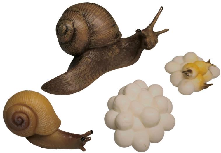 Animal Life Životný cyklus Slimáka