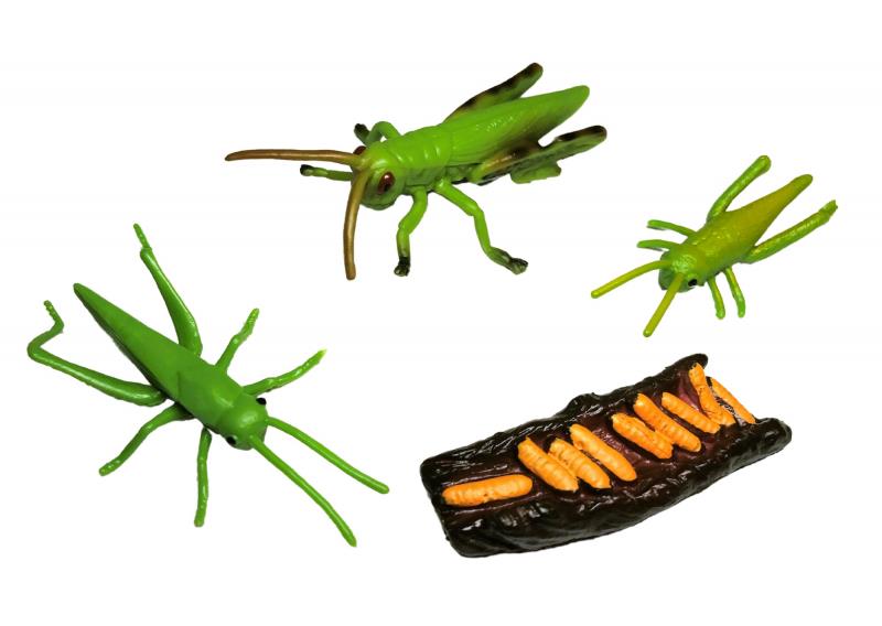 Animal Life Životný cyklus Kobylky