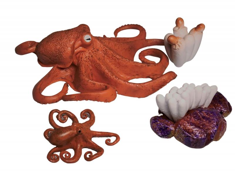 Animal Life Životný cyklus Chobotnice