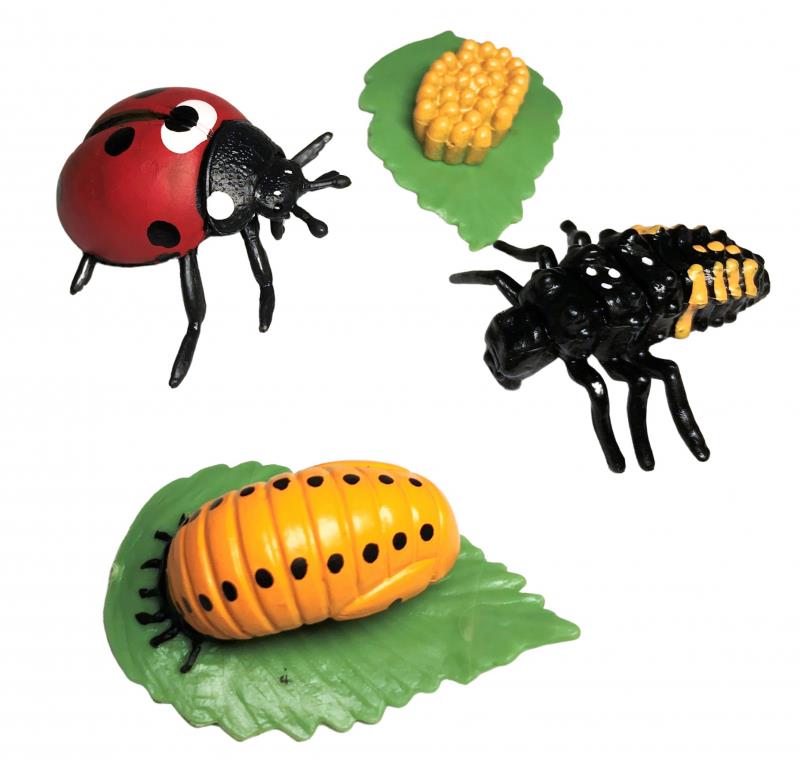 Animal Life Životný cyklus Lienky