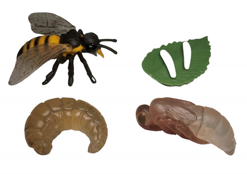 Animal Life Životný cyklus Včely