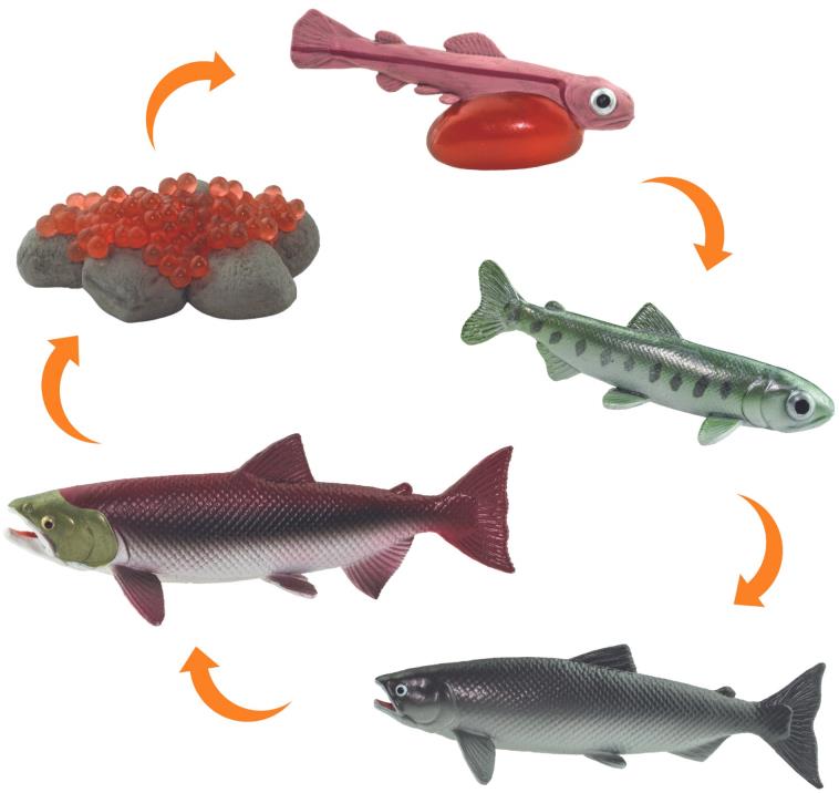 Animal Life Životný cyklus Lososa