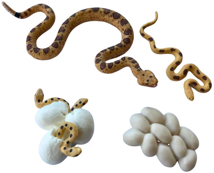 Animal Life Životný cyklus Hada