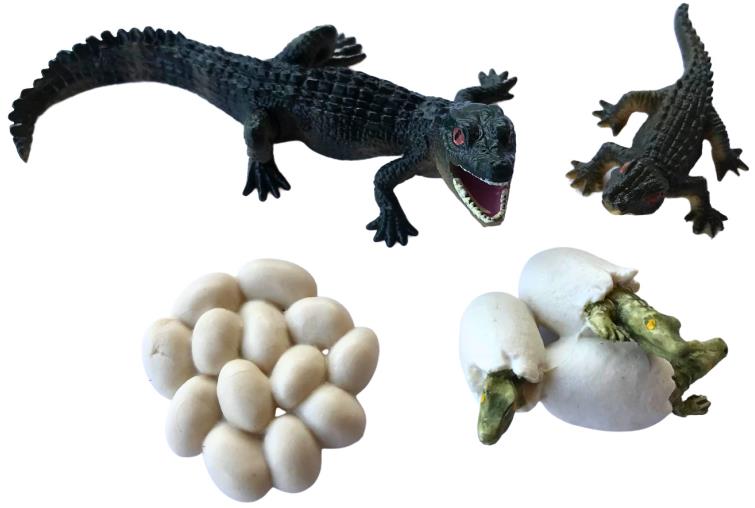 Animal Life Životný cyklus Krokodíla